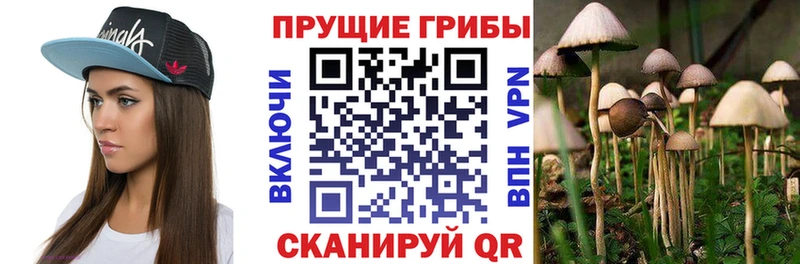 Купить Далматово Галлюциногенные грибы Psilocybe